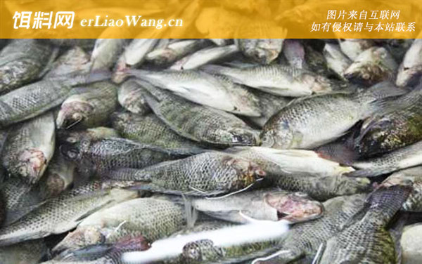 罗非鱼:鱼种特点