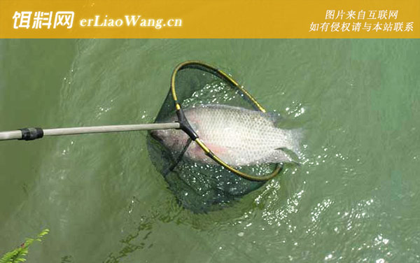 罗非鱼:饵料配方