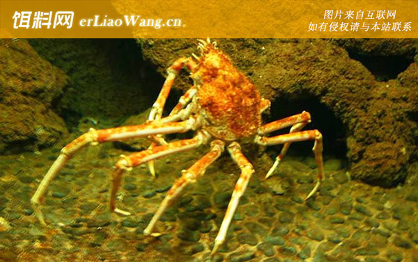 红蟹:蜘蛛蟹