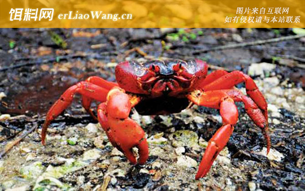 红蟹:红蟹