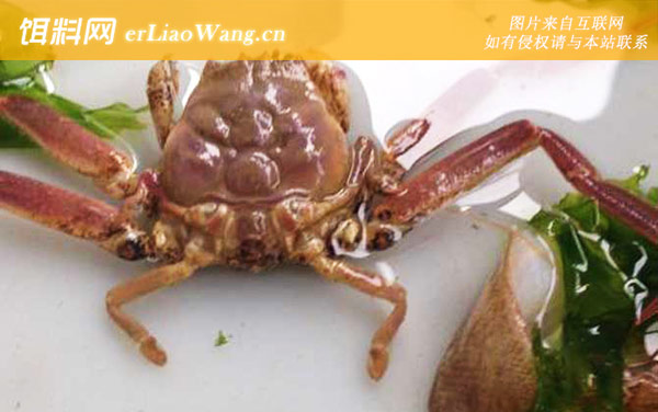 梭子蟹:关公蟹