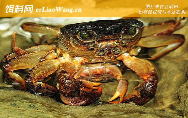 招潮蟹:溪蟹