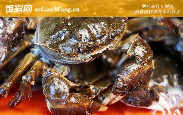 螃蟹:为什么横着走?