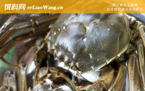 螃蟹:螃蟹有哪些种类?