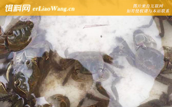 螃蟹的生活习性及特点-断足再生