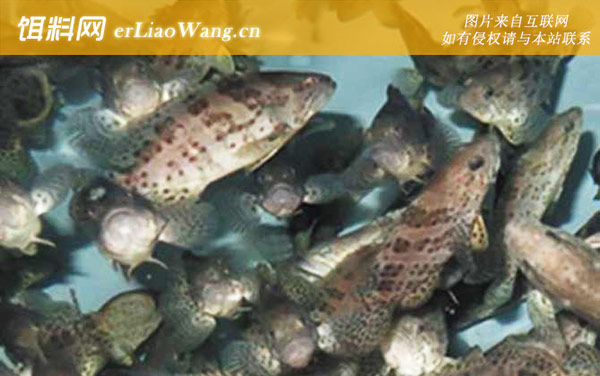 斜带石斑鱼:斜带石斑鱼