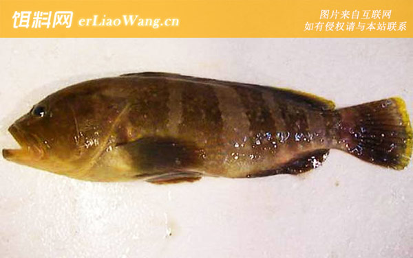 鲑点石斑鱼:青石斑鱼