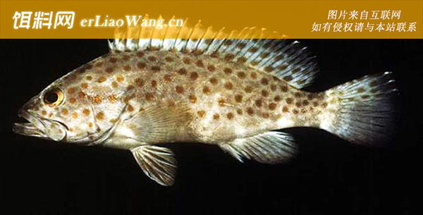 蜂巢石斑鱼:鲑点石斑鱼
