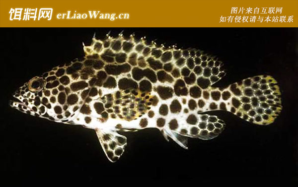 巨石斑鱼:蜂巢石斑鱼