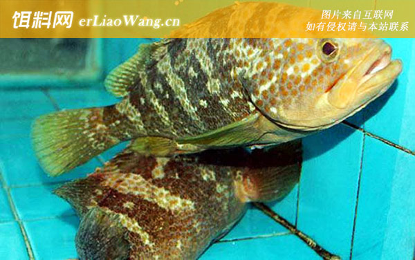 宝石石斑鱼:巨石斑鱼