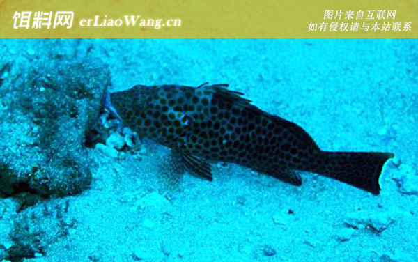 点带石斑鱼:宝石石斑鱼