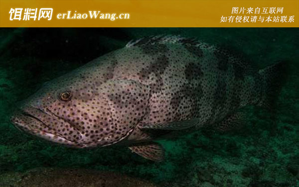 云纹石斑鱼:点带石斑鱼