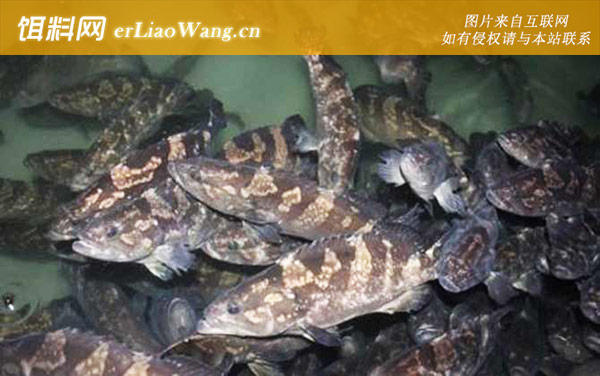 斜带石斑鱼:云纹石斑鱼