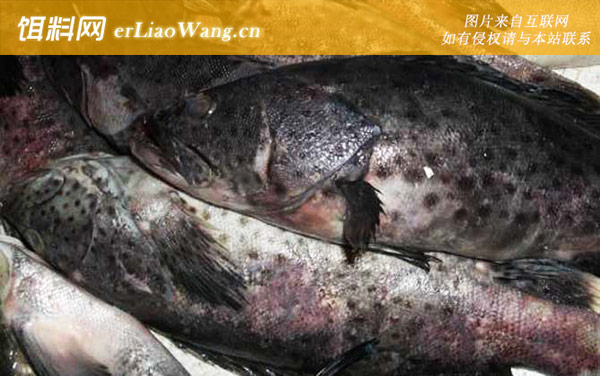 石斑鱼:常见种类