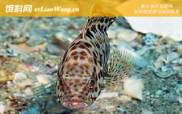 石斑鱼:生存水温