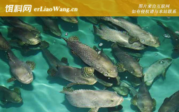 石斑鱼:生长迅速