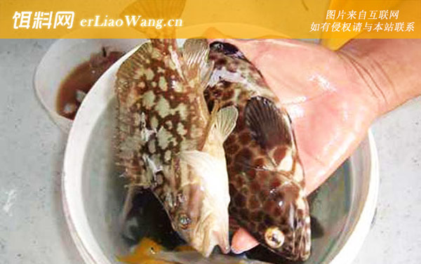 石斑鱼:常见种类