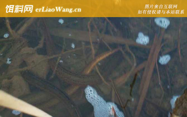 黄鳝:黄鳝的寄生虫有哪些?