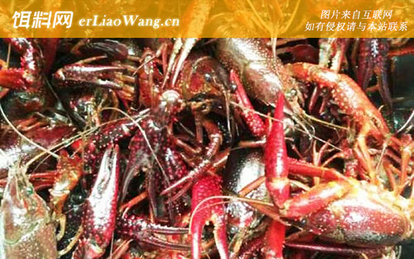小龙虾:食性极杂