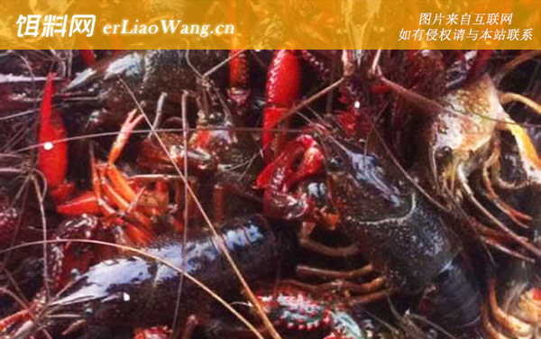 小龙虾的生活习性及特点-繁殖习性