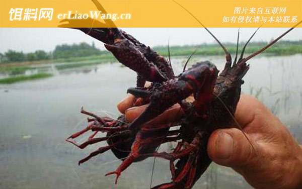 小龙虾:生活习性