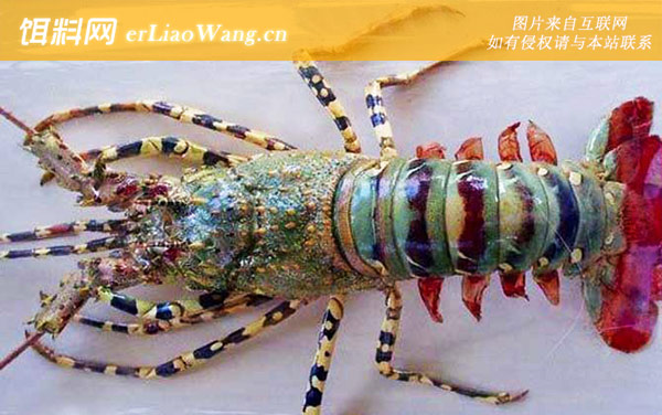 小龙虾和龙虾有什么区别-食物习性