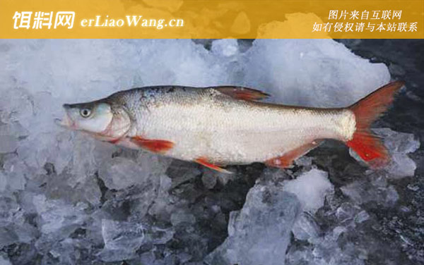 翘嘴红鲌:饵料配制