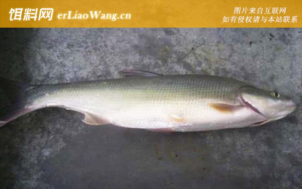 翘嘴红鲌:作钓技巧