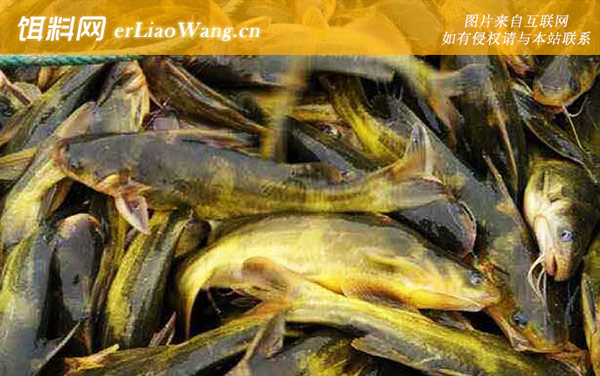 江黄颡鱼:中间黄颡鱼