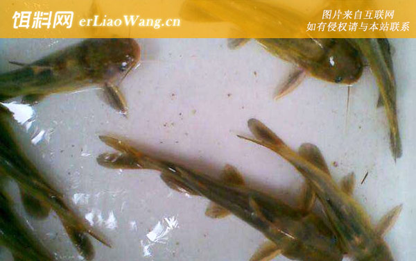 光泽黄颡鱼:江黄颡鱼