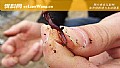 《用蚯蚓钓鱼怎样调漂?》封面图