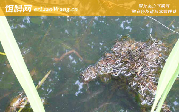 龙虾:饵料选用