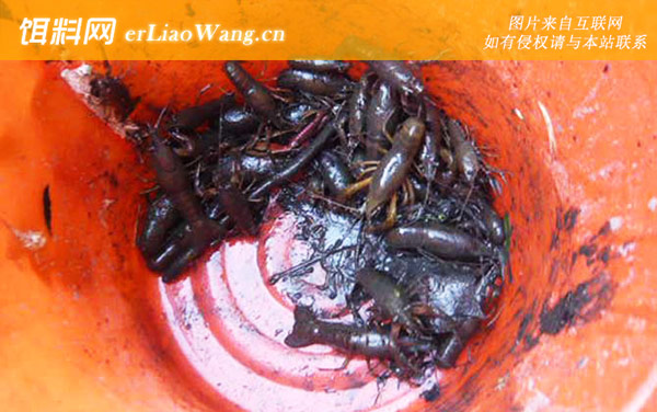 龙虾:作钓技巧