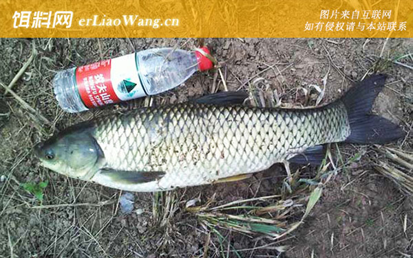 钓鱼饵料配方大全-草鱼