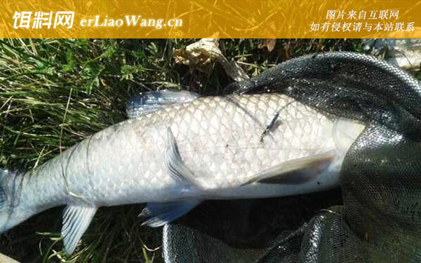 钓鱼饵料配方大全-青鱼