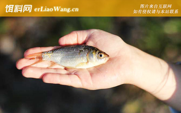 鲫鱼:春季