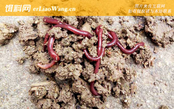 蚯蚓:注意事项