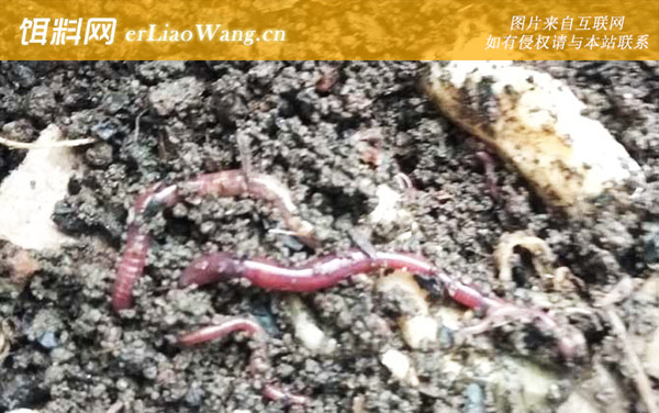 蚯蚓养殖:盆养蚯蚓