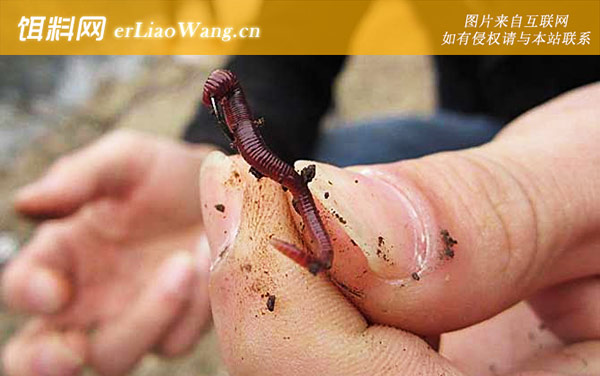 蚯蚓钓鱼技巧及注意事项-注意事项