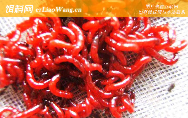 红虫:红虫有哪些?