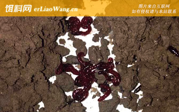 红虫:生活习性