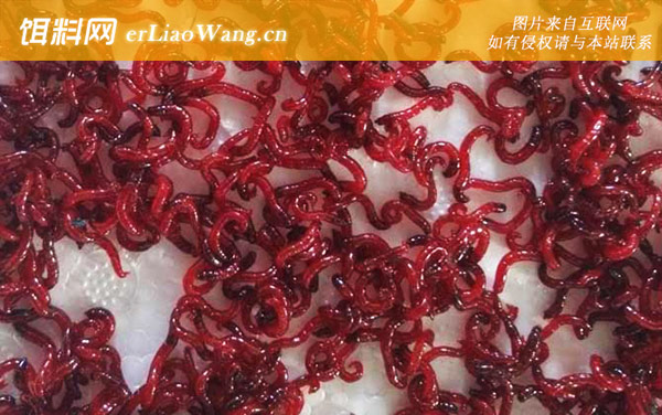 什么时候用红虫钓鱼最好-作钓技巧