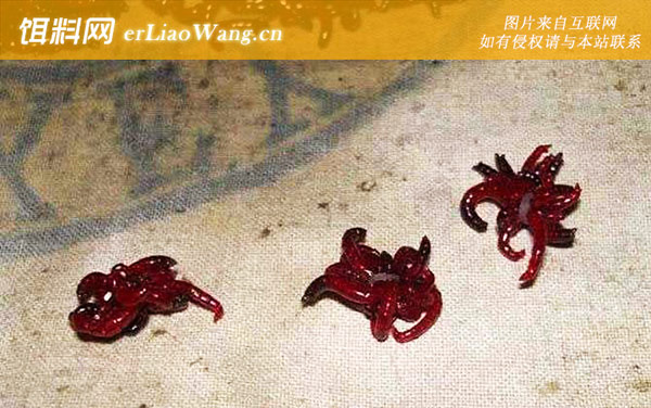 红虫钓鱼:作钓技巧