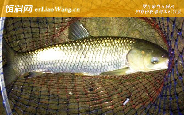 翘嘴:草鱼
