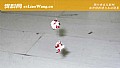 红虫钓鱼用什么打窝子?