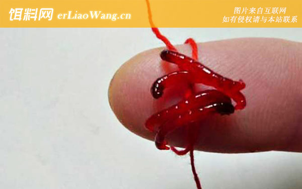 红虫钓鱼:作钓技巧