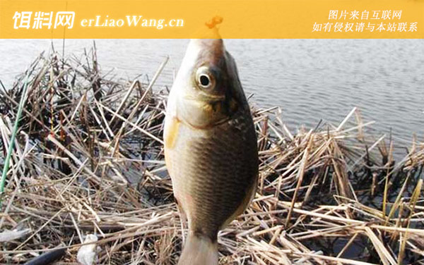 红虫钓鱼:作钓技巧