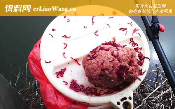 红虫拉饵:注意事项