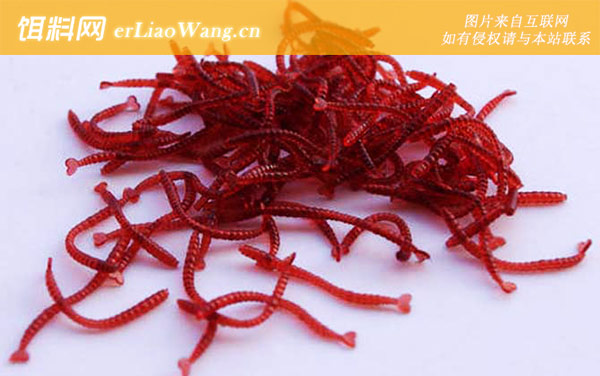 红虫假饵钓鱼效果好不好-注意事项