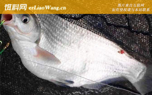 罗非鱼:鳊鱼